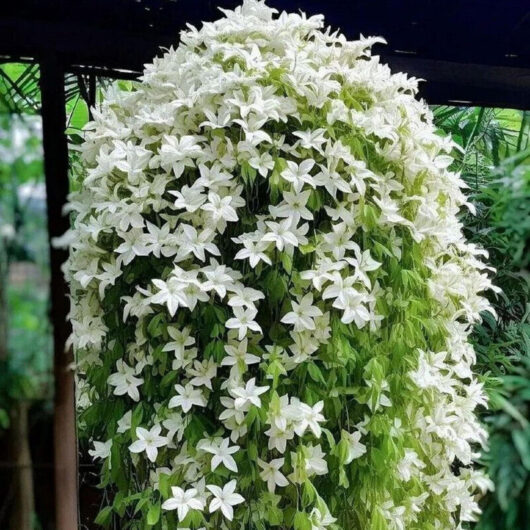 Set of 400 hanging jasmine seeds - aromatic plant for gardens, balconies, and outdoor areas, easy to grow.